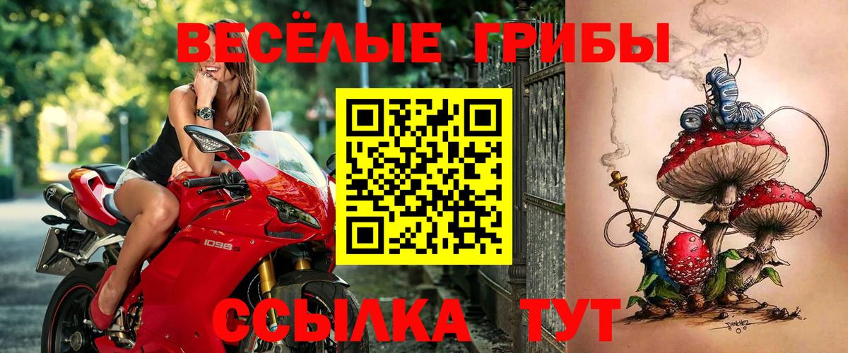 Сальск  что такое   Вход с VPN  Галлюциногенные грибы прущие грибы  Псилоцибиновые грибы Magic Shrooms 